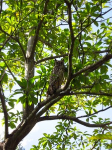An owl that was out and about during the daytime