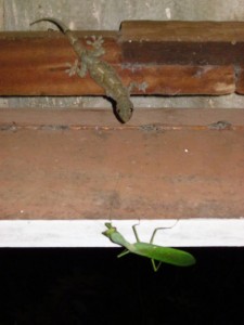 A gecko praying mantis showdown