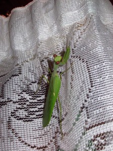 Which ends with the mantis flying into your room!