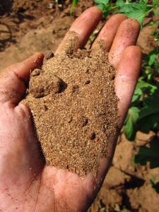 Udongo mchanga = sandy soil