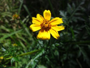 Marigold (Tagetes sp.)