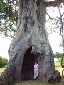 Baobab (Adansonia digitata) is my favorite tree. It's known as mbuyu in Kiswahili.