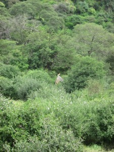 Klipspringer (the tiny little tan thing in the center of the picture)