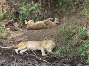 Sleeping lionesses