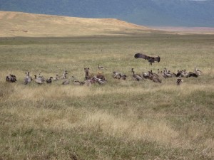 Hyenas and vultures cleaning up after lions