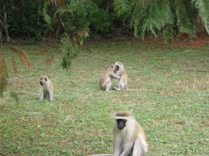 The monkeys were busy playing in the yard as always.