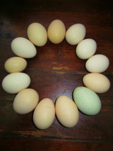 A green egg, these are from local chickens and the green one came from a Zambian chicken.
