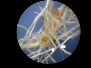 Root knot nematodes and eggs