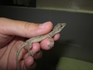 Seriously, I caught another gecko this week. This one got stuck in my shower.  Crazy gecko!