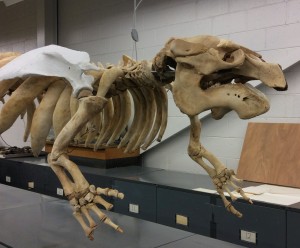 lateral view manatee skeleton