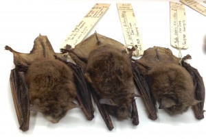 Three Indiana Bat skins from the Tetrapod Collection.