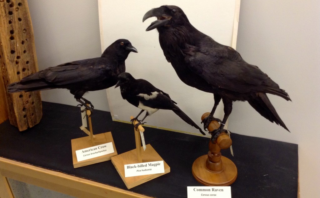 Three taxidermy Corvidae Mounts (Magpie, Crow, Raven)