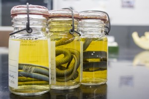 Snakes in Jars