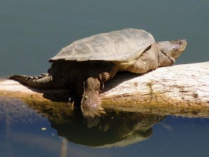 A common snapping turtle resting on a log