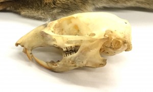 skull of Eastern chipmunk