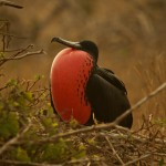 Magnificent Frigatebird with inflated red throat pouch