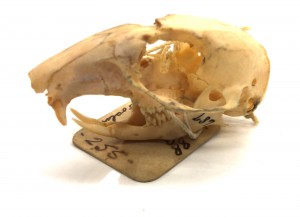 thirteen-lined ground squirrel skull