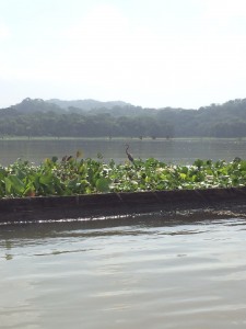 In this picture you can see the invasive water hyacinths as well as a heron relaxing among the greenery.