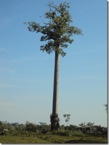 The Cuipo tree can grow up to 200 feet in size.