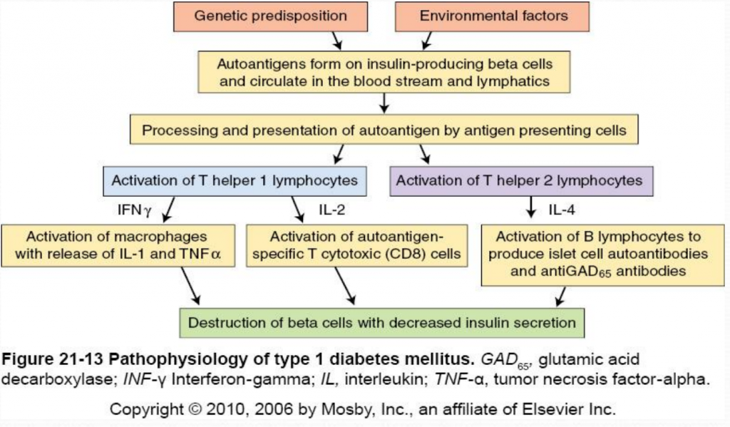 Pathophysiology of t1dm