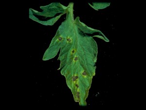Fig 11.3 speck leaf b