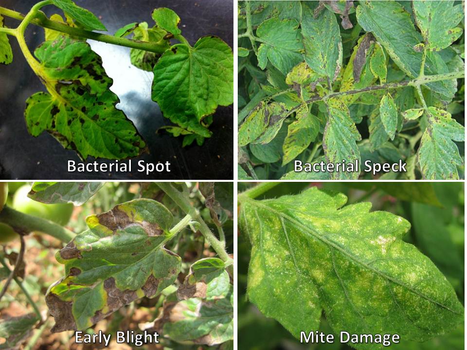 comparing diseases 4 canker tomato