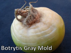 Botrytis Gray Mold Tomato 2