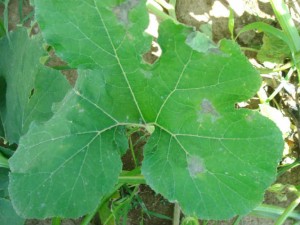 PhytophPumpkinLeaves1 50 Quality