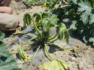 Bacterial wilt-zucchini 1_50Quality