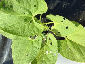 bean leaf beetle feeding damage on green beans
