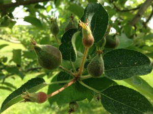 chemical thinning of apples, 2 fruit aborting