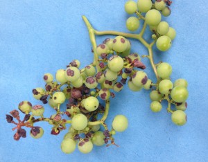 black rot on grapes