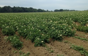 potatoes hilled and blooming