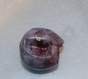 SWD larva on grape