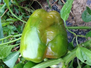 bacterial soft rot on pepper