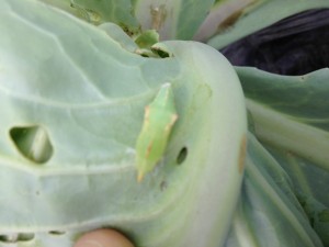 imported cabbage worm crysalis