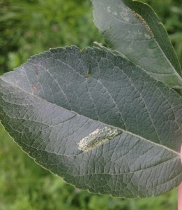 leafminer symptoms in apple leaf