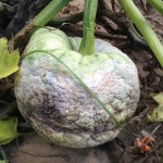 Phytophthora on cucurbits, by Chris Smedley 