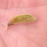 Soybean pods affected by lack of rain