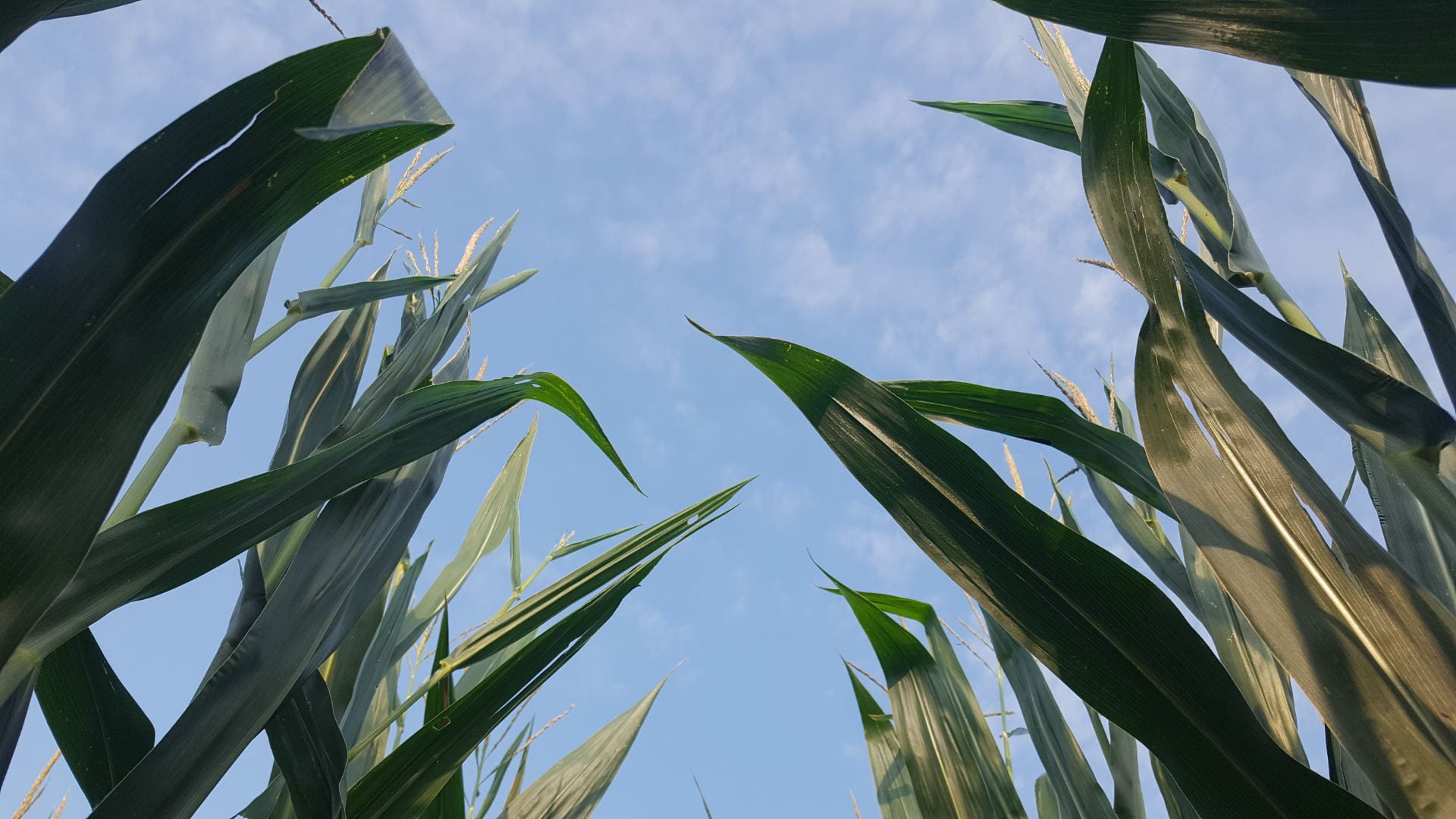 Corn leaves and tassels with blue skies in the background